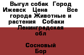 Выгул собак. Город Ижевск › Цена ­ 150 - Все города Животные и растения » Собаки   . Ленинградская обл.,Сосновый Бор г.